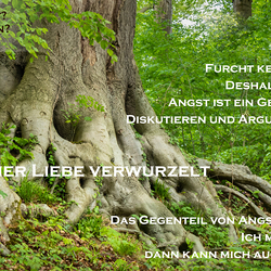 scenery of two old tree roots in a beautiful green forest