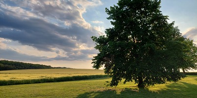 Baum vor einem Feld