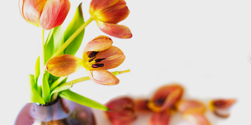 Die Segensfeiern für Trauernde, 'Frühlingstage ohne dich', finden ab 5. Mai statt.