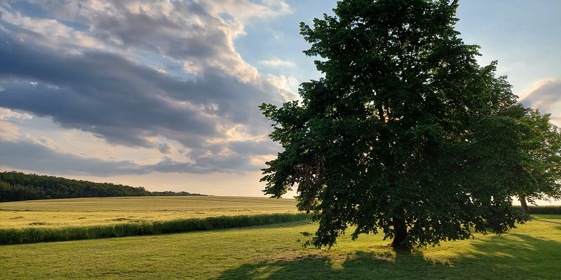 Baum vor einem Feld