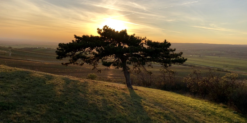 Anlässlich der österreichweiten Bibelwoche veranstalten die Pastoralen Dienste der Diözese in Zusammenarbeit mit den Pfarren eine Bergpredigtreihe.