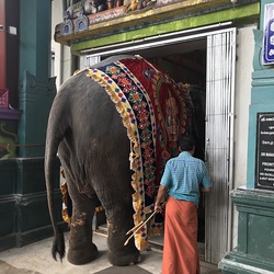 Das Hinterteil des Elefanten zu sehen, bringt angeblich Glück